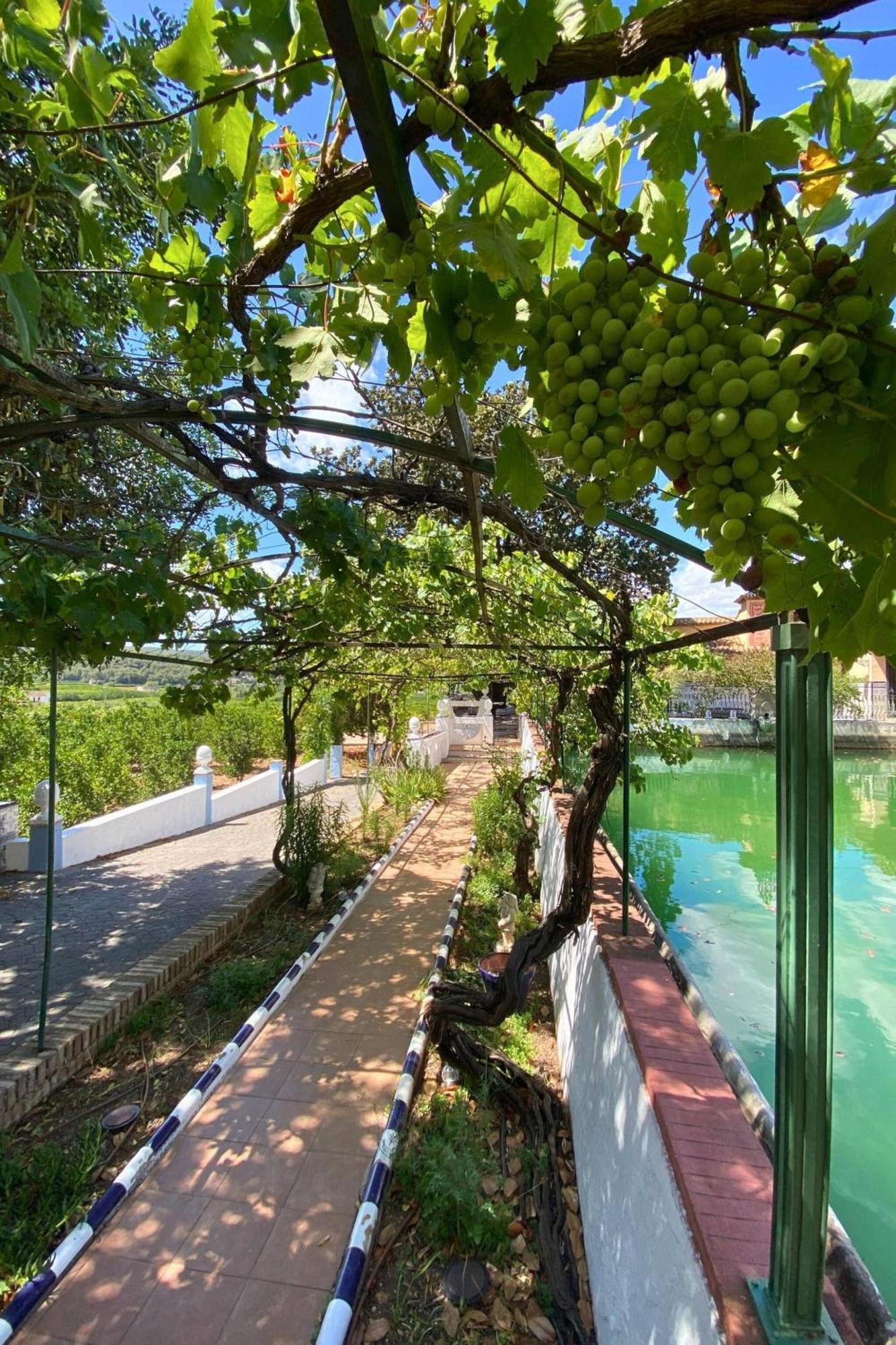 Casa Magnolia, A Rural Paradise House With Pool Alzira Extérieur photo